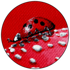 Detail Glückskäfer