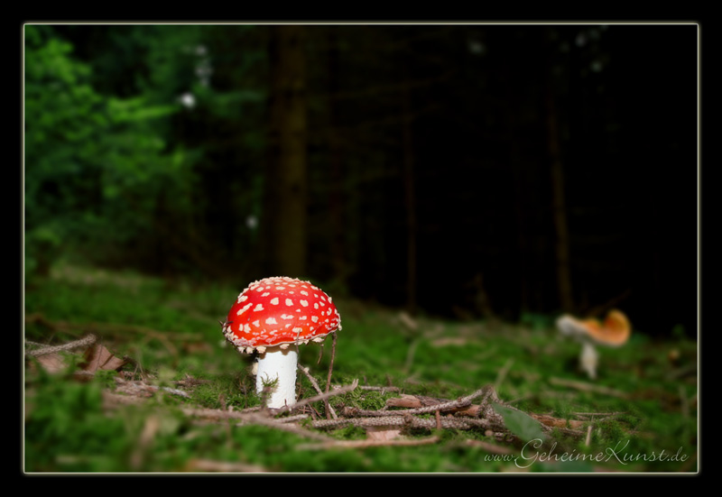 Amanita muscari - Fliegenpilz